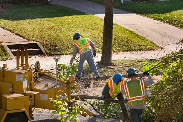 How Our Tree Care Process Works  in  Castle Pines Village, CO