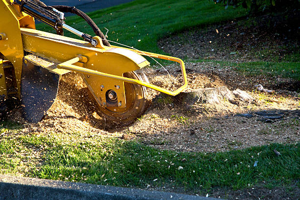 Best Lawn Grading and Leveling  in Castle Pines Village, CO