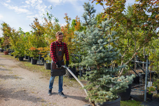 Professional Tree Removal in Castle Pines Village, CO